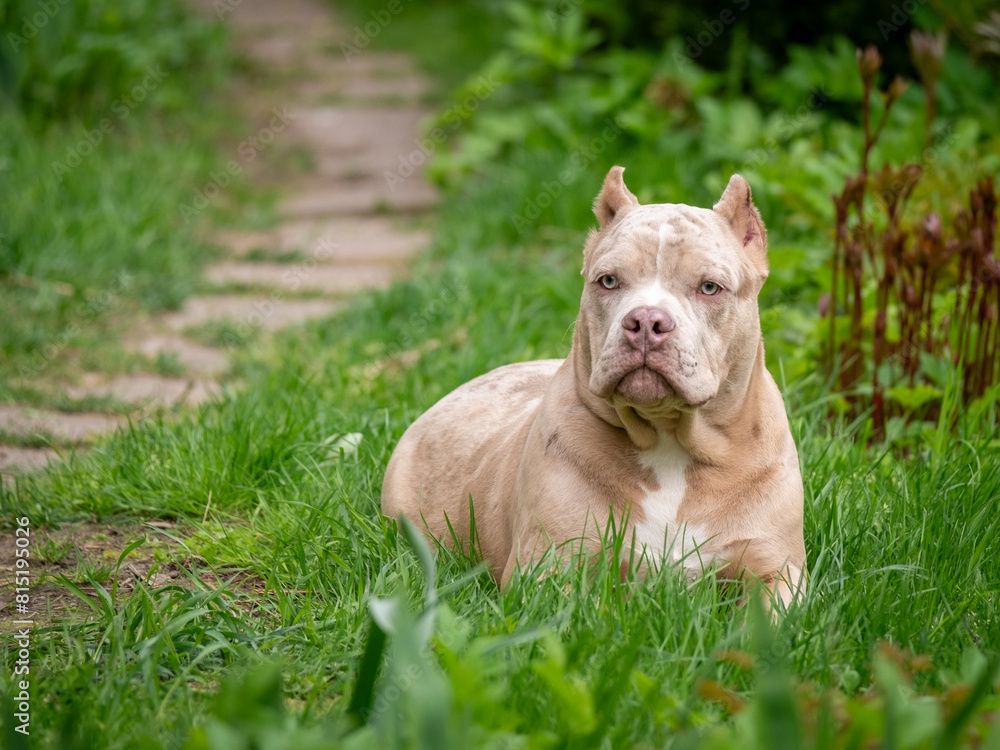 American Bully dog in thickets of grass. A purple puppy peeks out of the thicket. American Bully dog in thickets of grass. A purple puppy peeks out of the thicket.