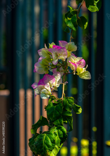 Blooming bougainvillea against the background of a black metal fence.