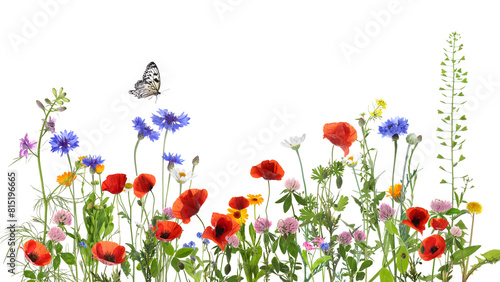 Colorful meadow flowers and butterfly on white background, banner design © New Africa