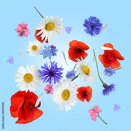 Beautiful meadow flowers falling on light blue background