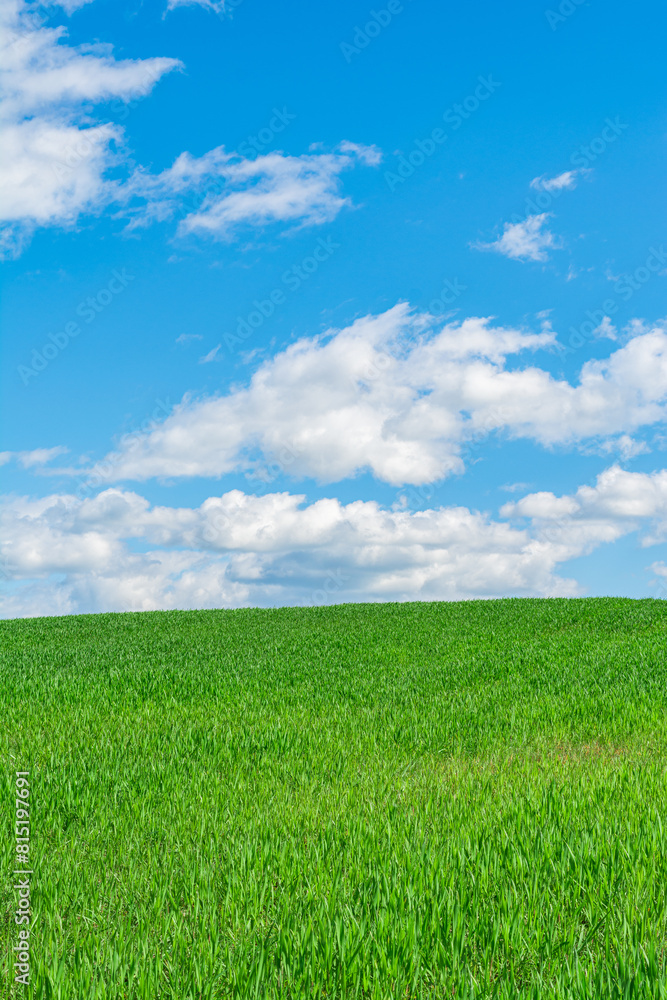 A field with green grass, agricultural shoots, illuminated by the sun against a background of blue sky with clouds. Nature abstract background A field with green grass, agricultural shoots, illuminated by the sun against a background of blue sky with clouds. Nature abstract background