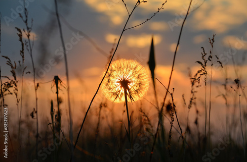 silhouette of pappus of dandelion (taraxacum officinale) and other meadow plants at sunset, silhouettes against the orange background of the twilight sky