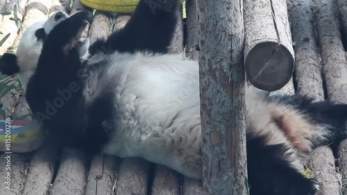 Funny Movement of sleeping panda, Fei Yun, Dalian, China photo