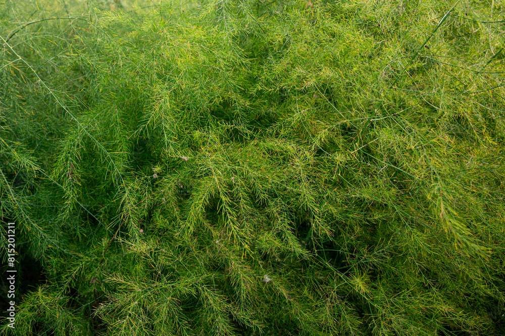 Feathery fern like leaves of asparagus plants Feathery fern like leaves of asparagus plants