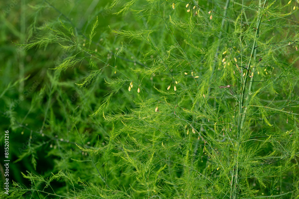 Feathery fern like leaves of asparagus plants Feathery fern like leaves of asparagus plants