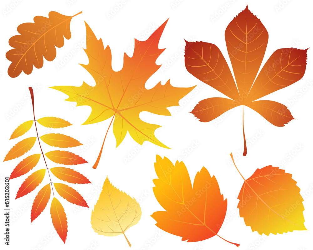 Autumn leaves.Set of vector images of autumn leaves. Autumn leaves.Set of vector images of autumn leaves.