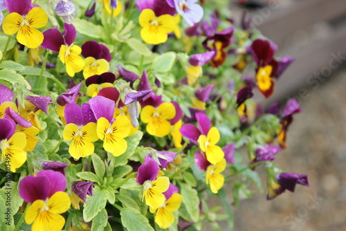 spring flowers in garden