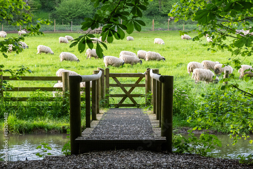 sheep grazing in a field