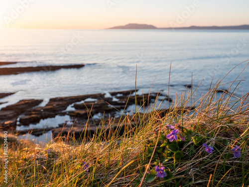 Small purple wild flower grow by the ocean  Beautiful sunset sky over mountains in the background. Mullaghmore head area  Ireland. Sun flare. Irish landscape.