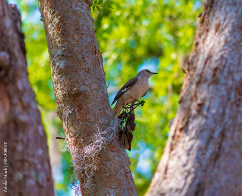 Mockingbird on a tree trunk.