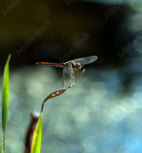 Dragonfly on a blurred background.