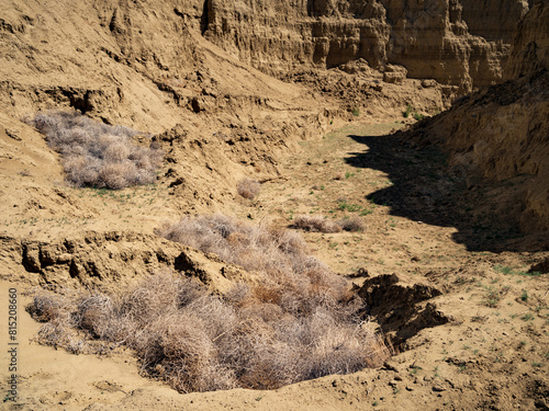 A pile of tumbleweed in a desert canyon, Rio Puerco Valley, New Mexico photo