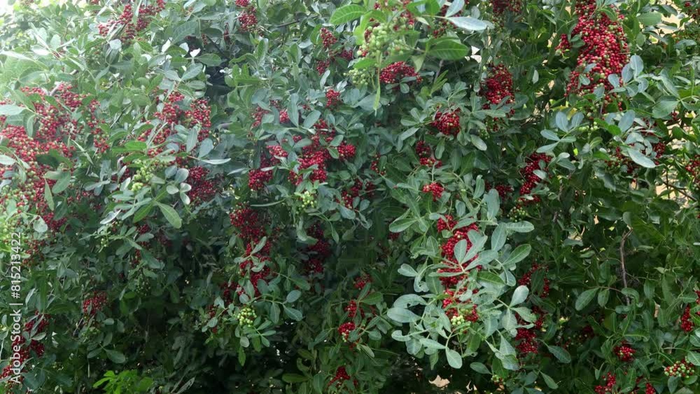 red and green leaves red and green leaves