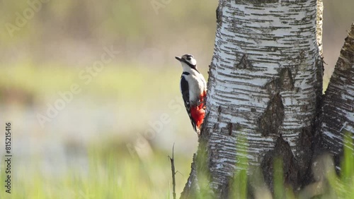 The great spotted woodpecker (Dendrocopos major) is a medium-sized woodpecker with pied black and white plumage and a red patch on the lower belly. photo