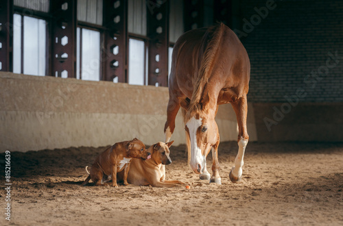 A Staffordshire Bull Terrier and a Thai Ridgeback share a moment of play under the watchful eye of a chestnut horse in an airy stable. 