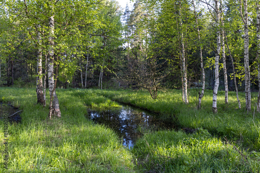 Obraz premium Spring landscape, birch trees and a puddle in the grass in the foreground, bright greenery.