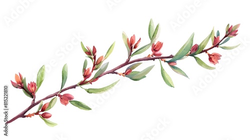Kangaroo Paw branches with green leaves watercolor illustration. Flat vector illustration isolated on white background 