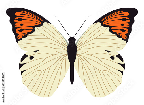 Great orange tip butterfly. Colorful and bright insect with wings and antenna. Hebomoia glaucippe topside. 