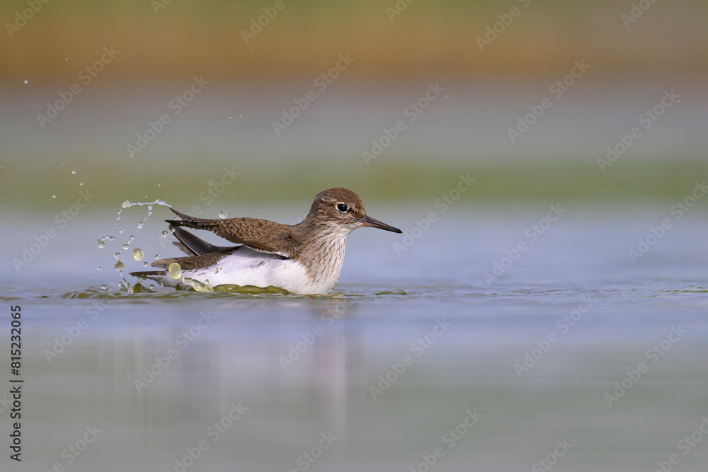 Flussuferläufer Actitis hypoleucos Flussuferläufer Actitis hypoleucos