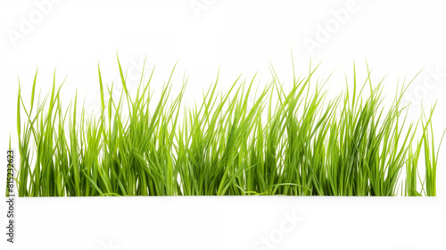 grass close up isolated on white background