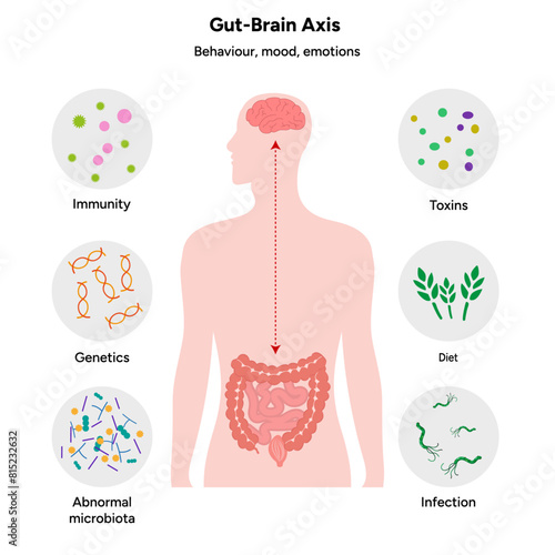 Gut brain axis, nervous system in human body small and large intestine
