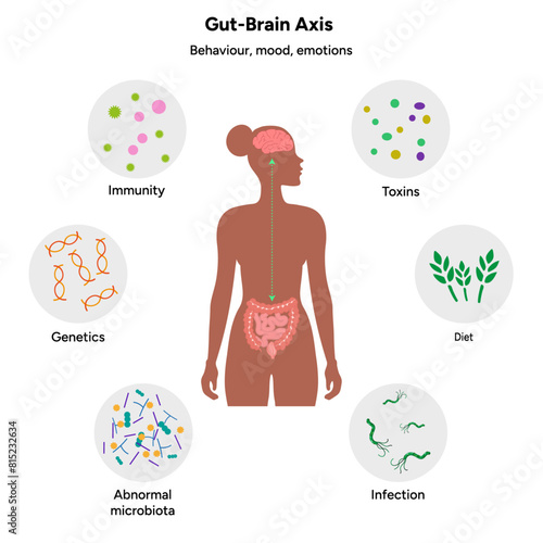 Gut brain axis, nervous system in human body small and large intestine