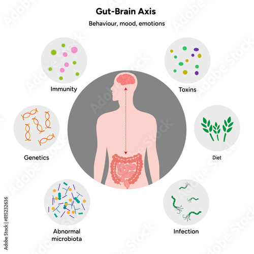 Gut brain axis, nervous system in human body small and large intestine