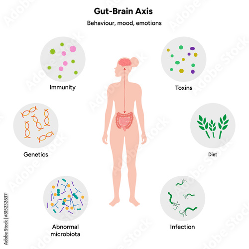 Gut brain axis, nervous system in human body small and large intestine