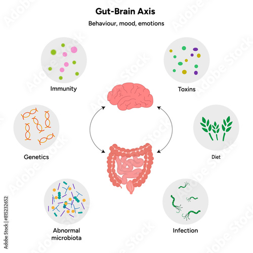 Gut brain axis, nervous system in human body small and large intestine