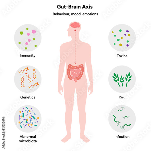 Gut brain axis, nervous system in human body small and large intestine