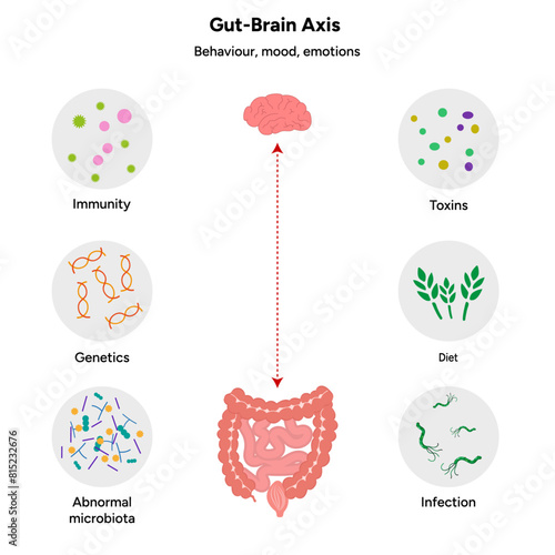 Gut brain axis, nervous system in human body small and large intestine