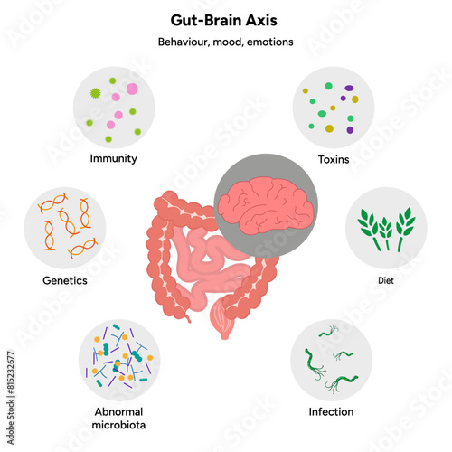 Gut brain axis, nervous system in human body small and large intestine