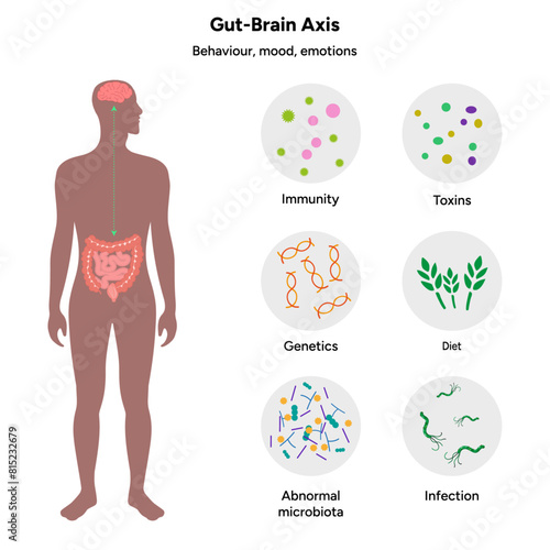 Gut brain axis, nervous system in human body small and large intestine