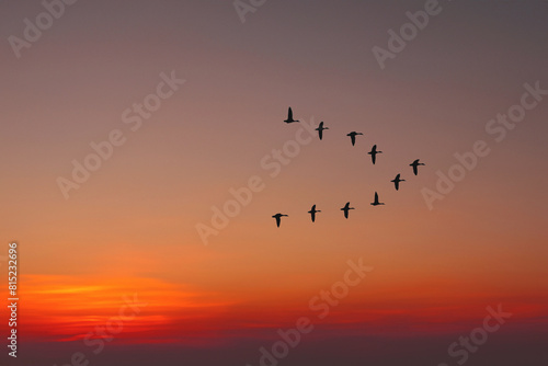Migratory birds flying in the shape of v on the cloudy sunset sky. Sky and clouds with effect of pastel colored.