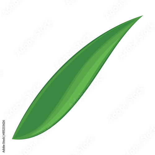 Realistic detailed leaf Vector illustration