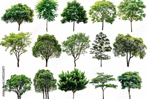 collage of diverse green tree species isolated on white nature clipart collection