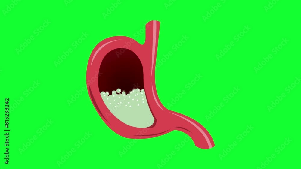 Animation of a human stomach with gastric juice bubbling on a green background, health. Animation of a human stomach with gastric juice bubbling on a green background, health.