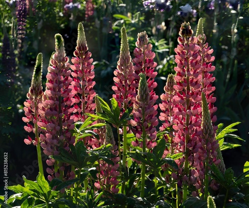 Colorful lupine blossoms  in a garden in Salem, Oregon