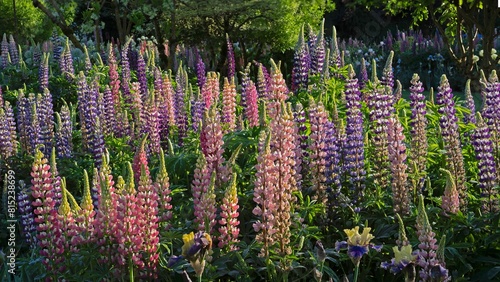Colorful lupine blossoms  in a garden in Salem, Oregon
