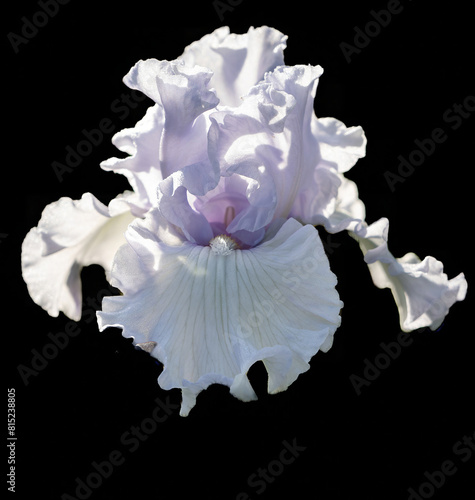 White Iris blossom  in a garden in Salem, Oregon