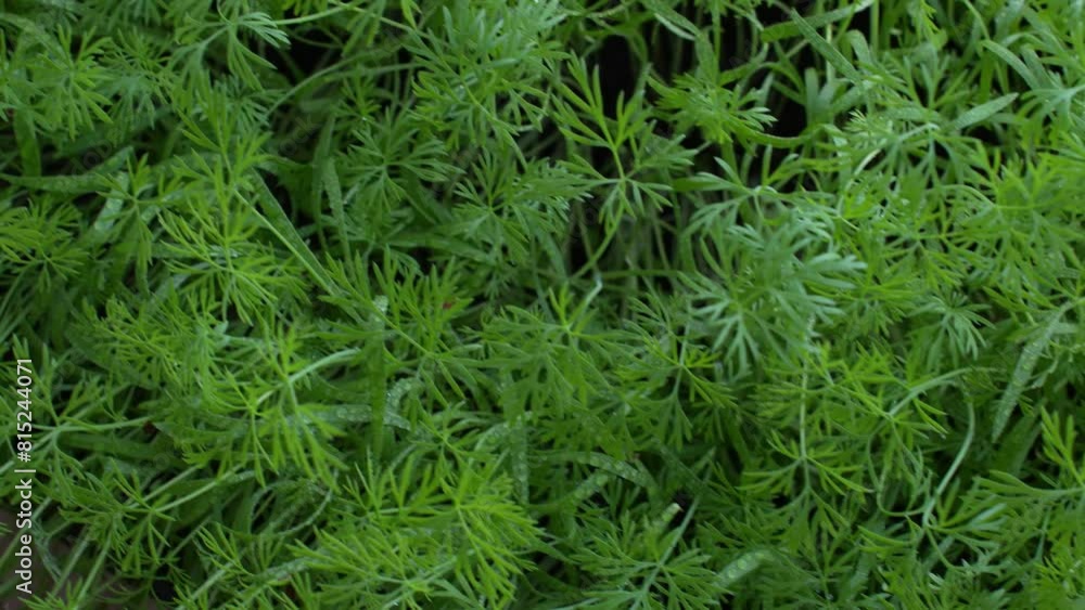 Young dill grows on the window in the spring. Young dill grows on the window in the spring.