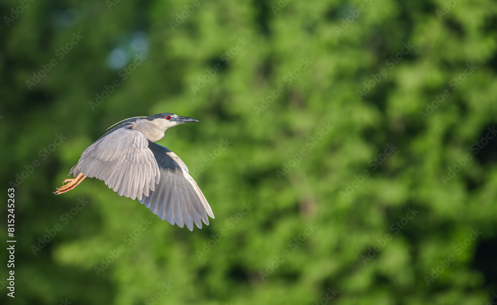 Closeup of a black-crowned night heron. Closeup of a black-crowned night heron.