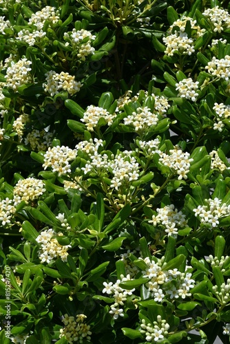 Pittosporum tobira ( Japanese cheesewood ) flowers. Pittosporaceae evergreen shrub. Dioecious seaside plant. It produces fragrant white flowers in early summer. photo