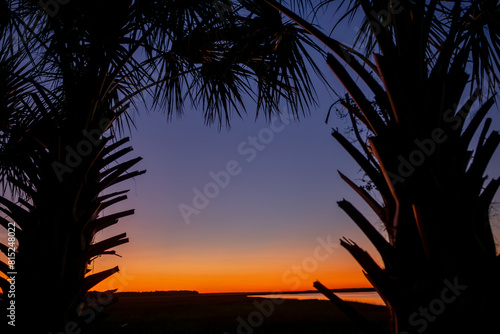 Palmetto trees at dusk