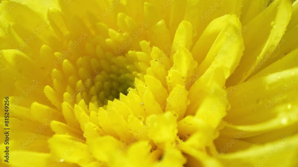 Behold the breathtaking macro image of a yellow chrysanthemum, its petals adorned with glistening dew, showcasing the intricate elegance of nature in vivid detail.
Behold the breathtaking macro image of a yellow chrysanthemum, its petals adorned with glistening dew, showcasing the intricate elegance of nature in vivid detail.