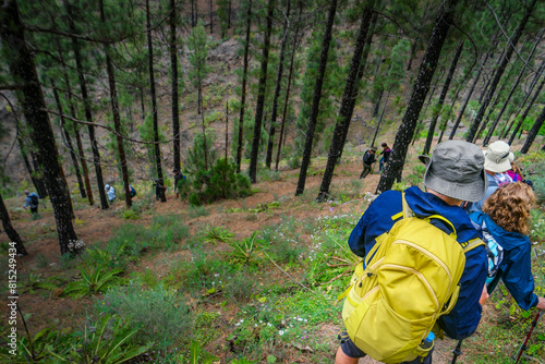 Senderistas disfrutando de una caminata entre pinos en un bosque. photo