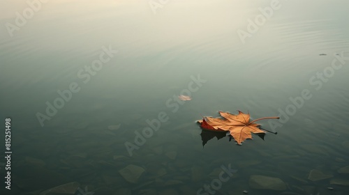A leaf is floating on the surface of a body of water