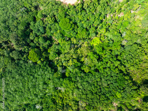 Aerial view Drone camera top view rainforest trees ecology with healthy environment concept and summer background,Green environment background © panya99
