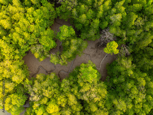 Amazing abundant mangrove forest, Aerial view of forest trees Rainforest ecosystem and healthy environment background, Texture of green trees forest top down, High angle view