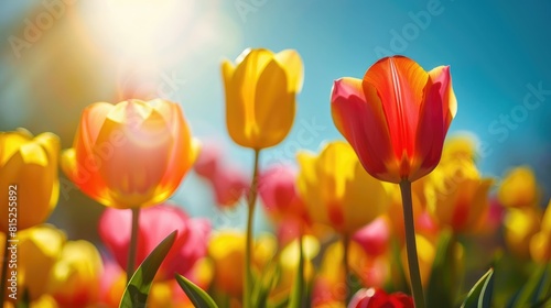 Radiant tulips basking in the sun s glow photo